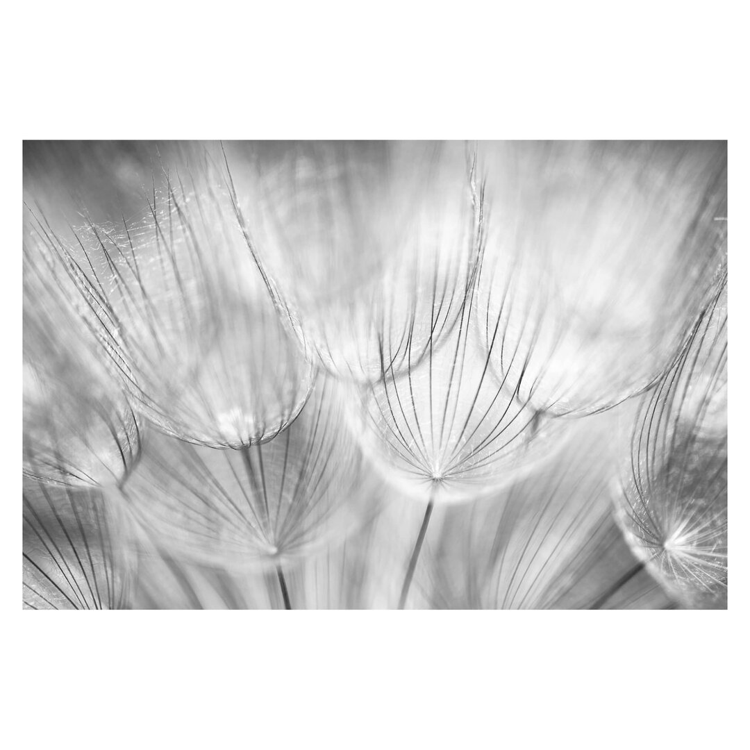 Matt Fototapete Pusteblumen Makroaufnahme 2,9 m x 432 cm