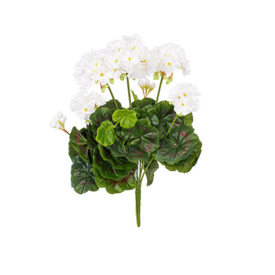 Géranium