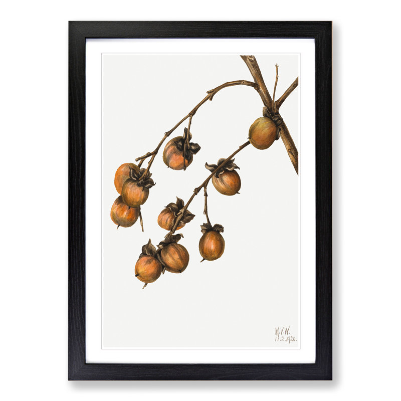 Persimmon by Mary Vaux Walcott - Framed Print, 48cm H x 36cm W x 2cm D, Black Framed