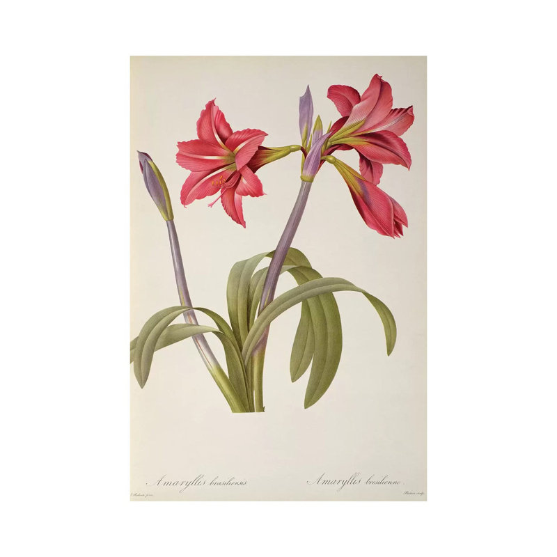 Amaryllis Brasiliensis, from `Les Liliacees' 1 Piece Wrapped Canvas Wall Art, 101.6 cm H x 66.04 cm W x 1.91 cm D