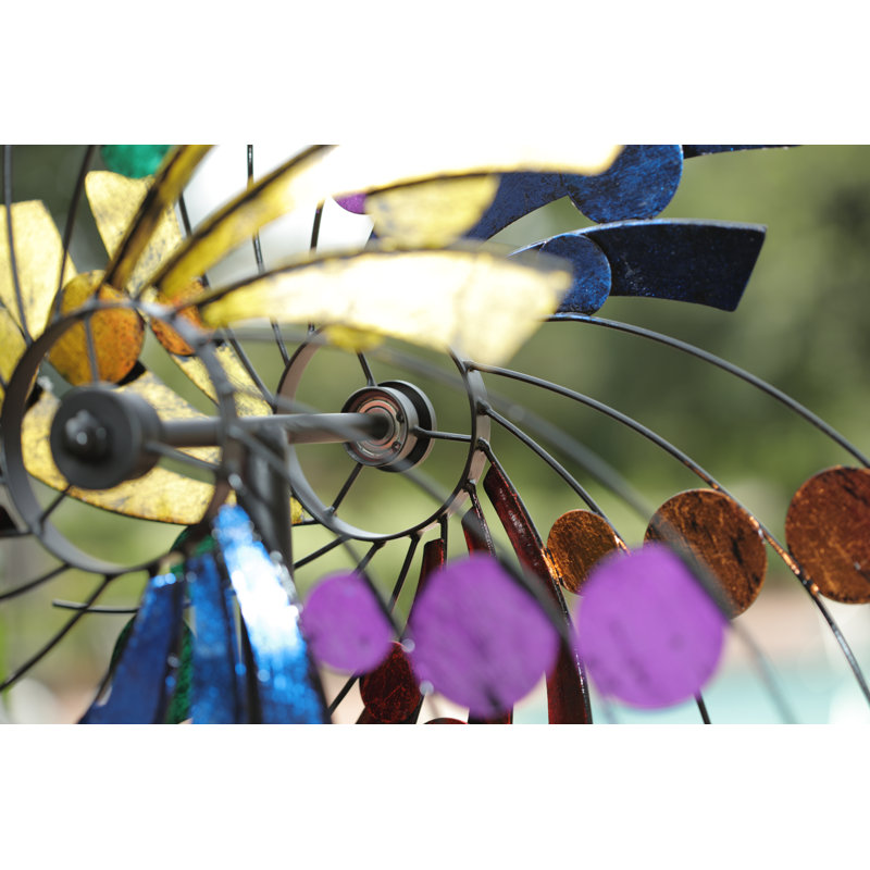 Pois à plumes à points Schermerhorn