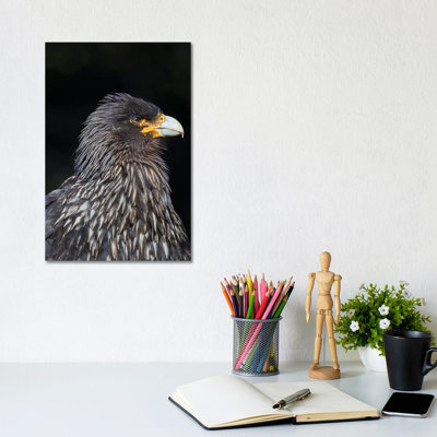 Falkland Caracara ou Johnny Rook, oiseau de proie protégé et très intelligent. Îles Falkland par Martin Zwick - Photographie sur toile tendue