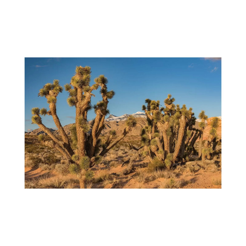 Joshua Trees In The Desert, Virgin Mountains, Gold Butte National Monument, Nevada by Jeff Foott - Wrapped Canvas Print
