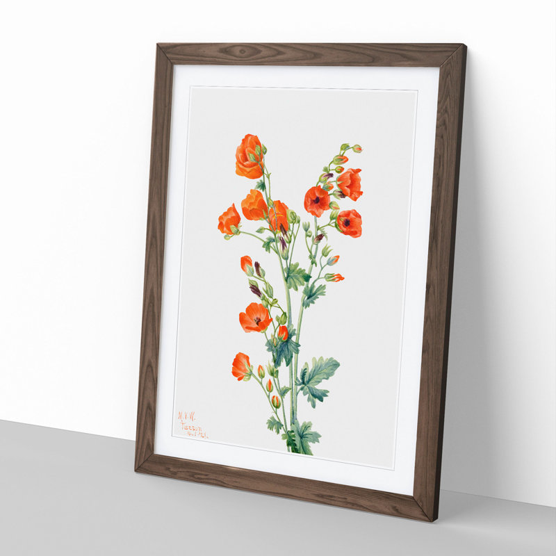 Scarlet Globe Mallow by Mary Vaux Walcott - Picture Frame Painting, 48cm H x 36cm W x 2cm D, Walnut Framed