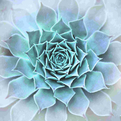 " Subtle Succulent "