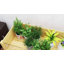 Boîte à fleurs surélevée en bois-278237289