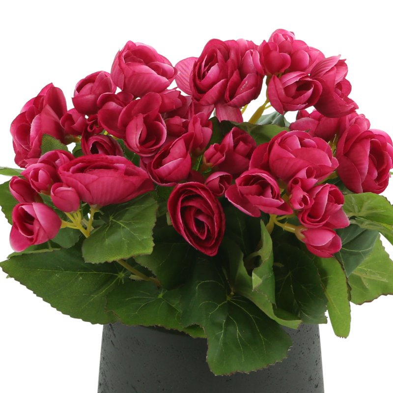 Begonia Floral Arrangement, Black, Pink