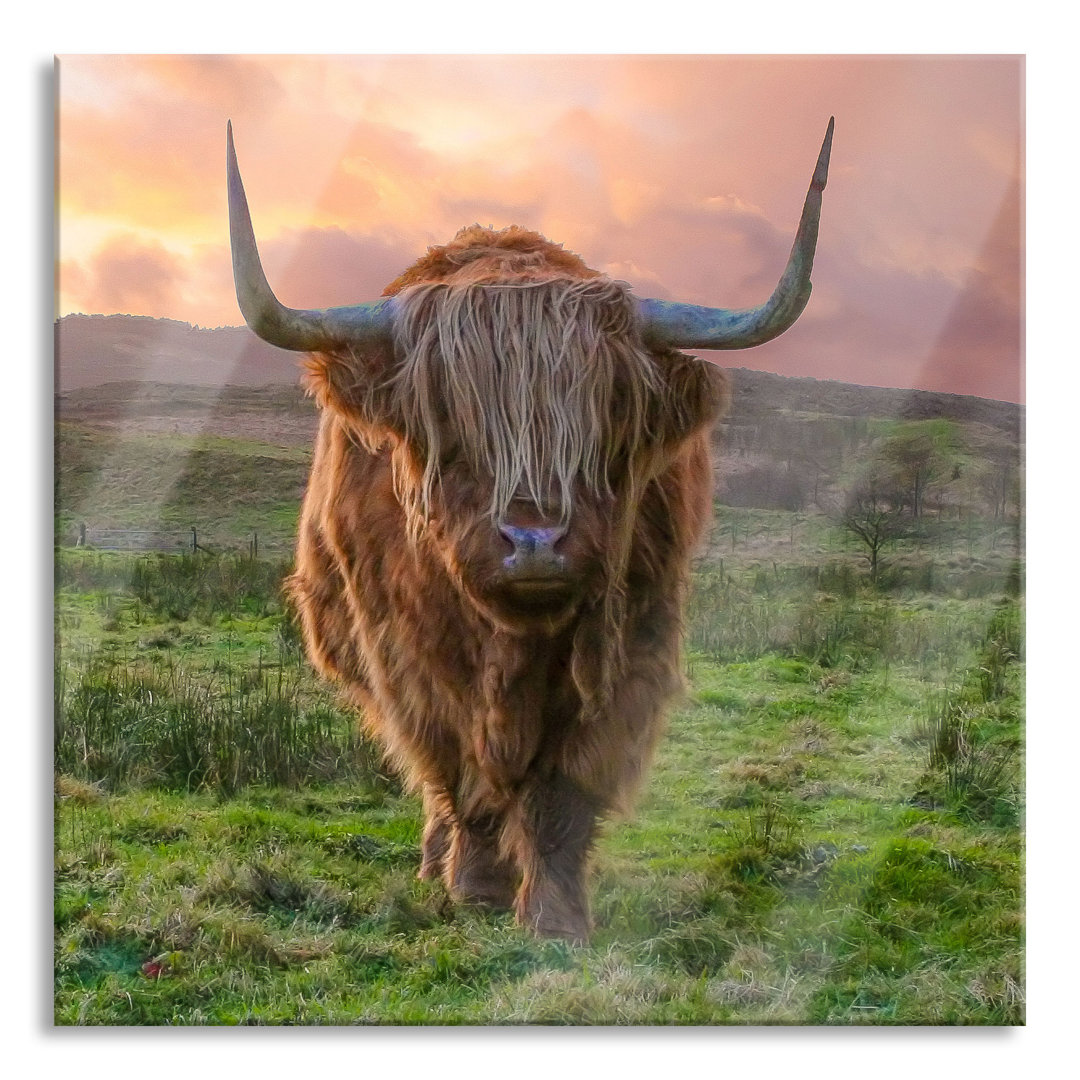 Ungerahmtes Foto auf Glas "Highland Cattle at Sunset"