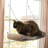 Pelaez Pet Bed