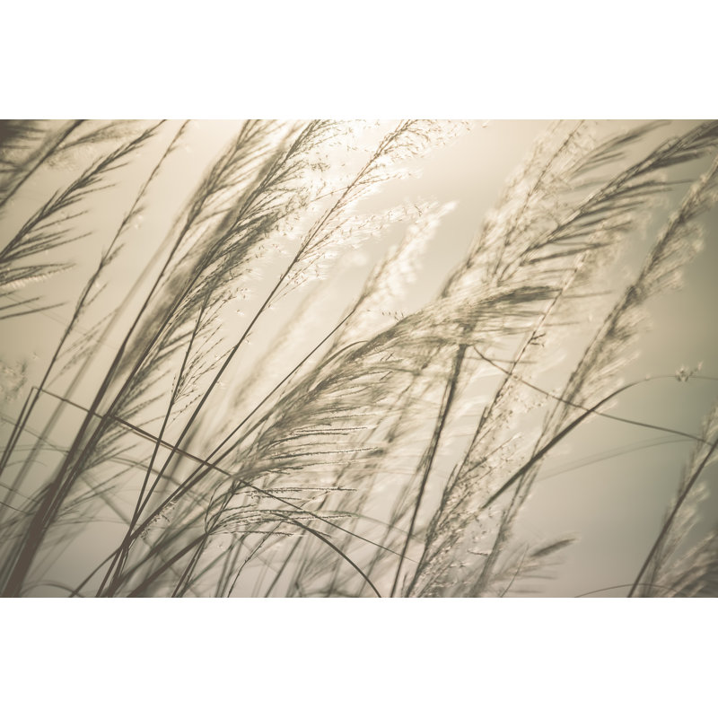 Silhouette Of Wildflowers - Wrapped Canvas Print, 81cm H x 122cm W x 3.8cm D