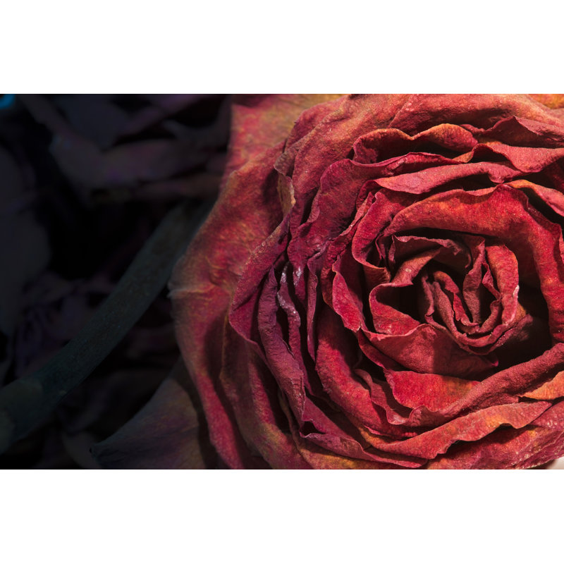 Dry Dead Rose by Mordolff, 20" H x 30" W