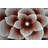 Stinson Floral Indoor Rug