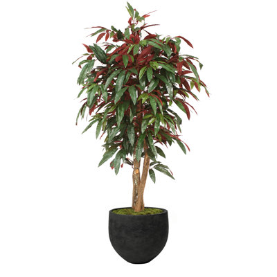 83'' Capensia Tree in Stone Planter