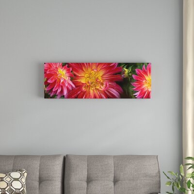 Close-Up of Dahlia Flowers Blooming on Plant II' Photographic Print on Canvas -  East Urban Home, D27858CB5F8A4153BD82AFFDBD9A9E86