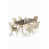 Anthracite/Gold