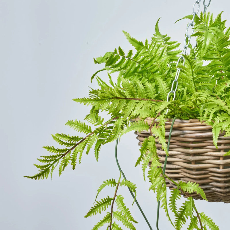 Fausse verdure toutes saisons Boston