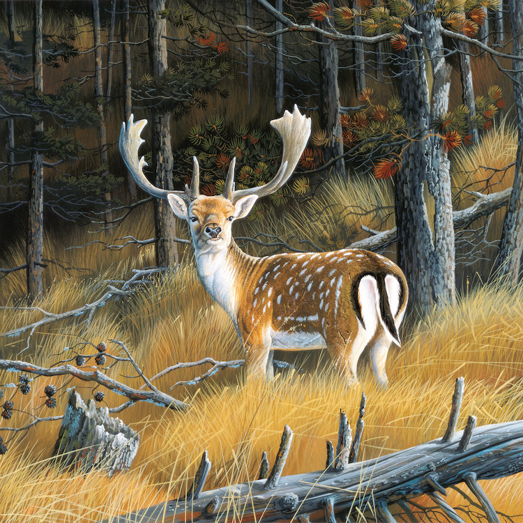 «Beautiful Deer», impression sur toile, H 12 po x l 12 po x P 0,75 po, Pas de tapis, Toile tendue