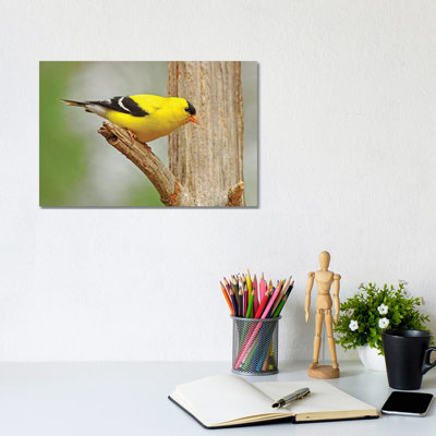 Forest Gold by Brian Wolf - Wrapped Canvas Print