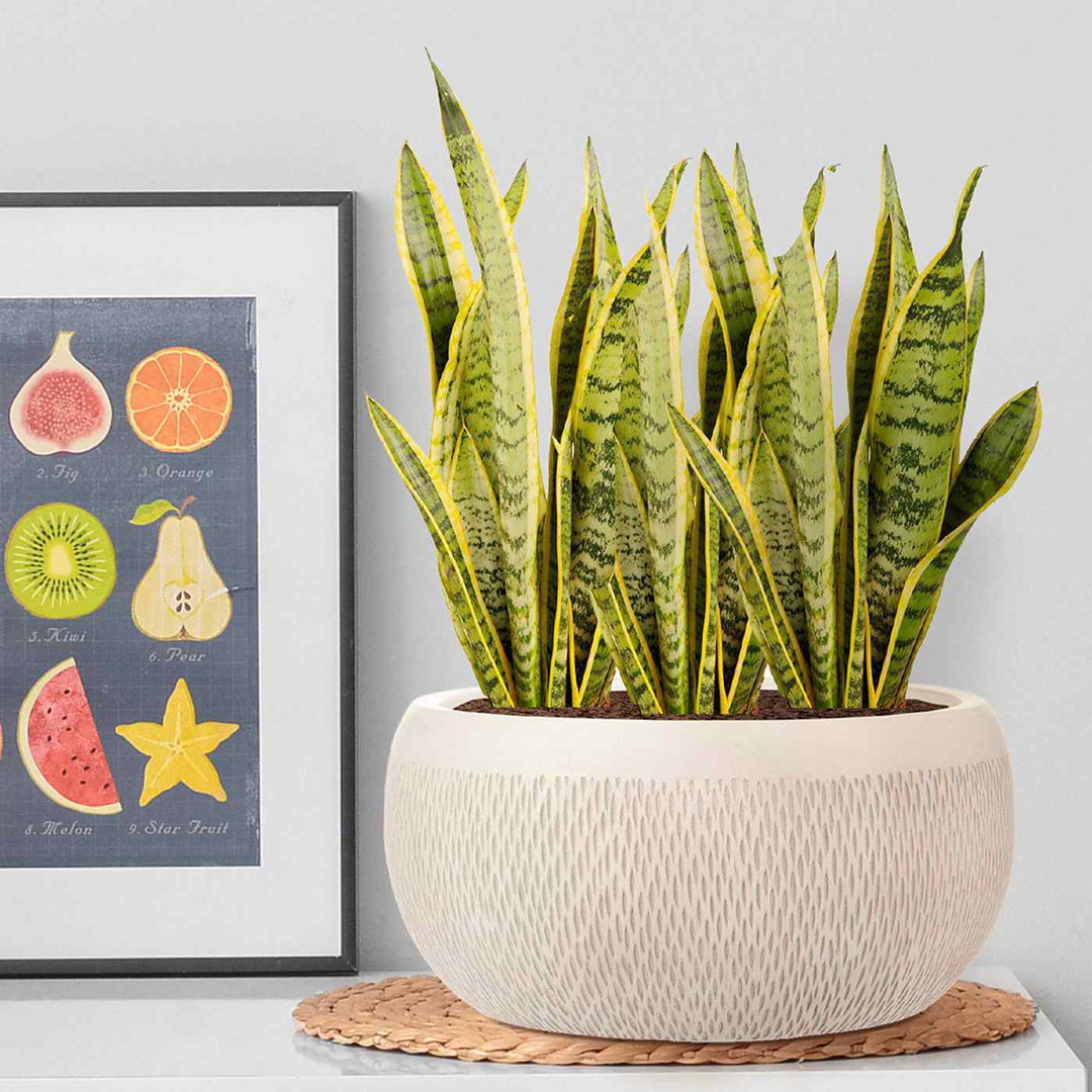 Concrete Effect Bowl Planter, Frostproof Outdoor Plant Pot, Garden Planter with Drainage Holes, Bonsai Pot, Shallow Planter with Mesh Pattern