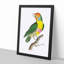 Mayna Barbet Bird by George Shaw - Framed Print-55617612-55617613