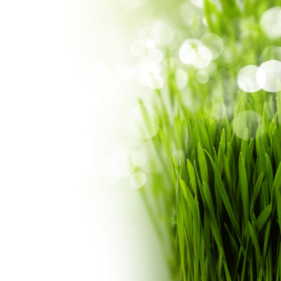Grass by Vovan13 - Wrapped Canvas Print