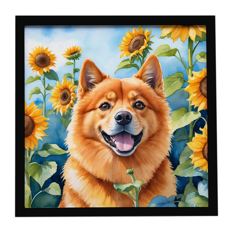 Finnish Spitz in Sunflowers Framed Metal Print