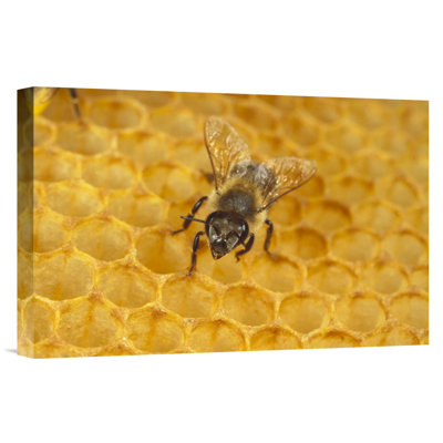 " Honey Bee On Honeycomb "