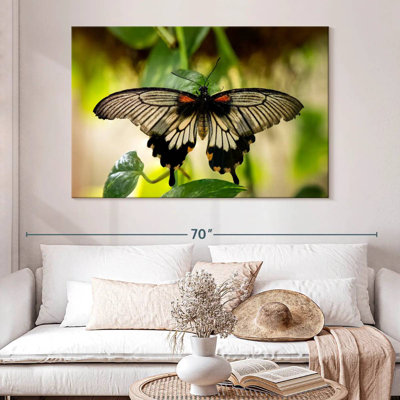 Monarch Butterfly