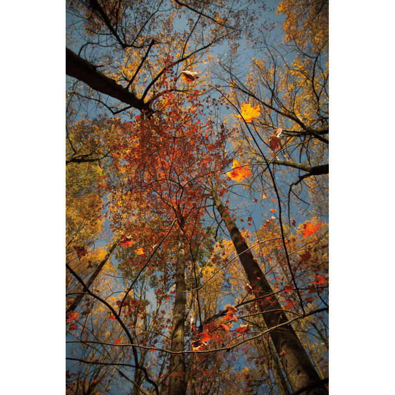 Look Up II, H 36 po x l 24 po x P 1,25 po