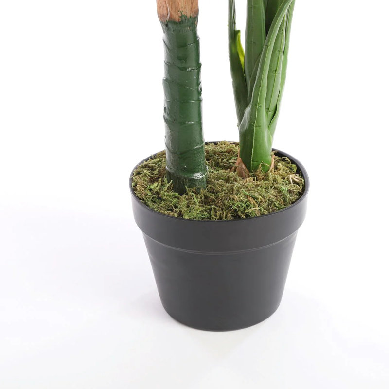 90cm Taro Plant in Pot