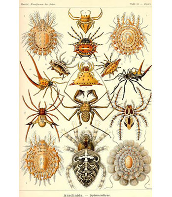 " Spiders " by Ernst Haeckel