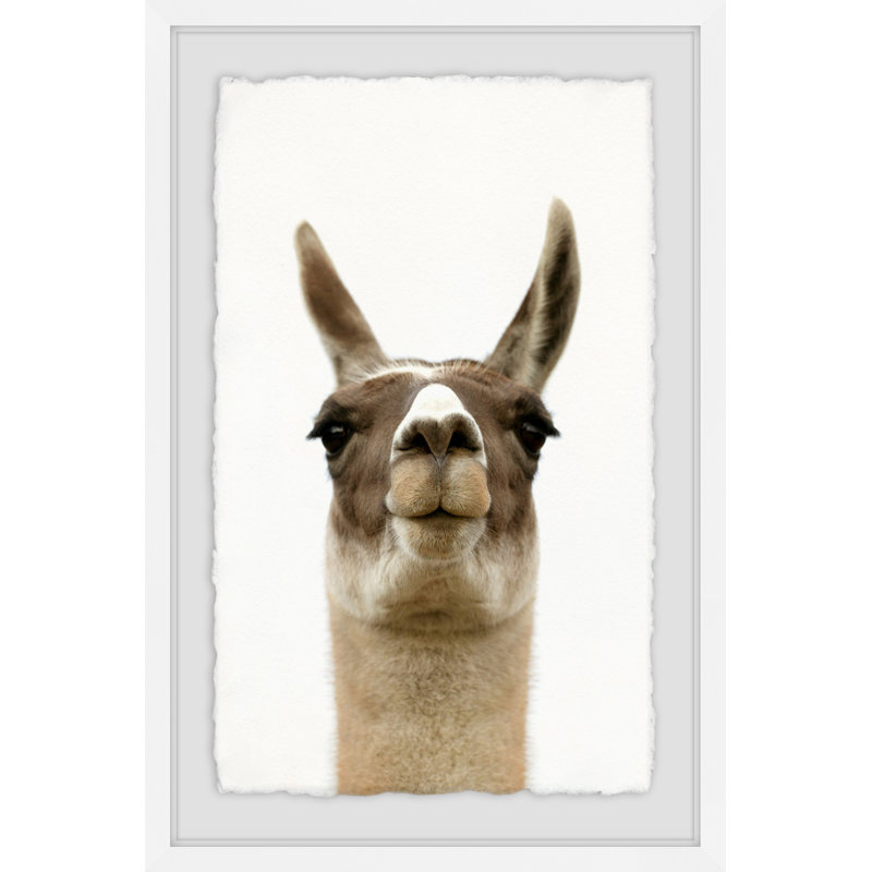 Llama Face - Single Picture Frame Print, 91 cm H x 61 cm W