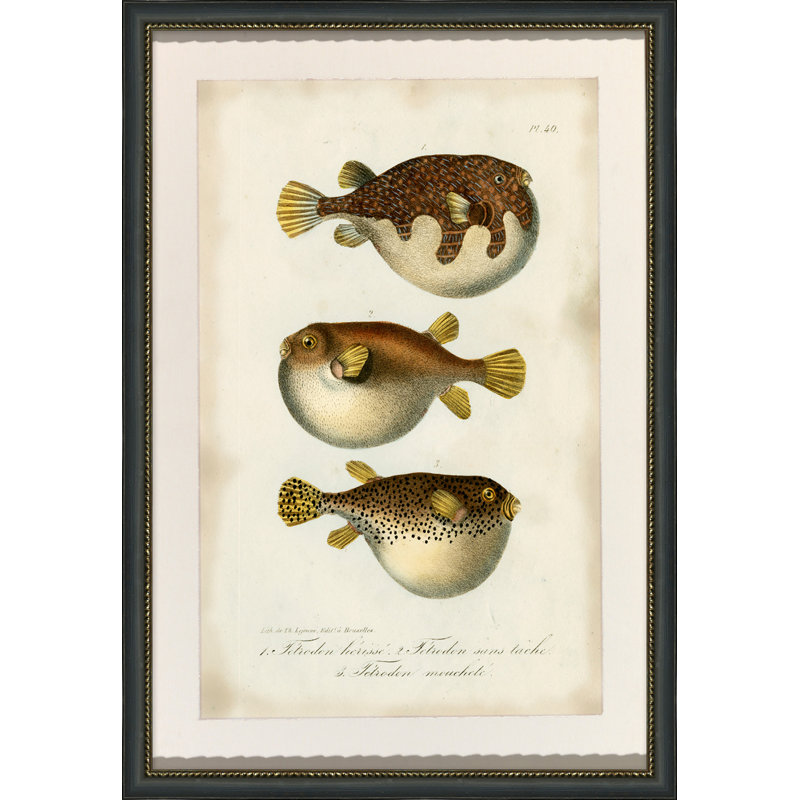 Puffer Fish - cadre photo, impression sur papier