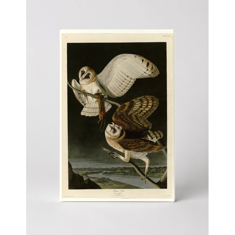 Barn Owl (1827) - Portrait, art mural sur toile, 30" W x 20" H