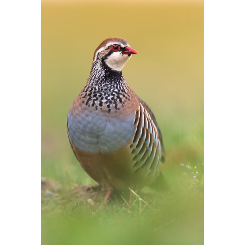 Red Legged Partridge by DamianKuzdak - No Frame Art Prints on Canvas, 76cm H x 51cm W