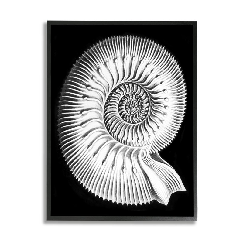 Spiral Sea Life Beach, Giclée encadrée noir minuit, H 14 po x l 11 po x P 1,5 po