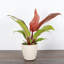 Live Prince of Orange Philodendron Plant in Biodegradable Pot-83157297