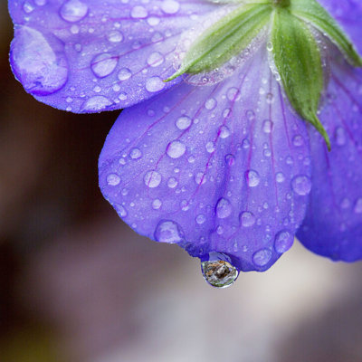 " Purple Geranium " by Jax10289