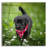 " Black Lab Pup 3 " by Jonathan Ross-722724945
