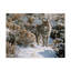 «Etelca Winter Sage Coyote», impression sur toile tendue-27645057