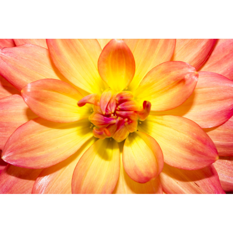 Dahlia Flowers by Piyaphat50 - Wrapped Canvas Print, 30cm H x 46cm W x 3.8cm D