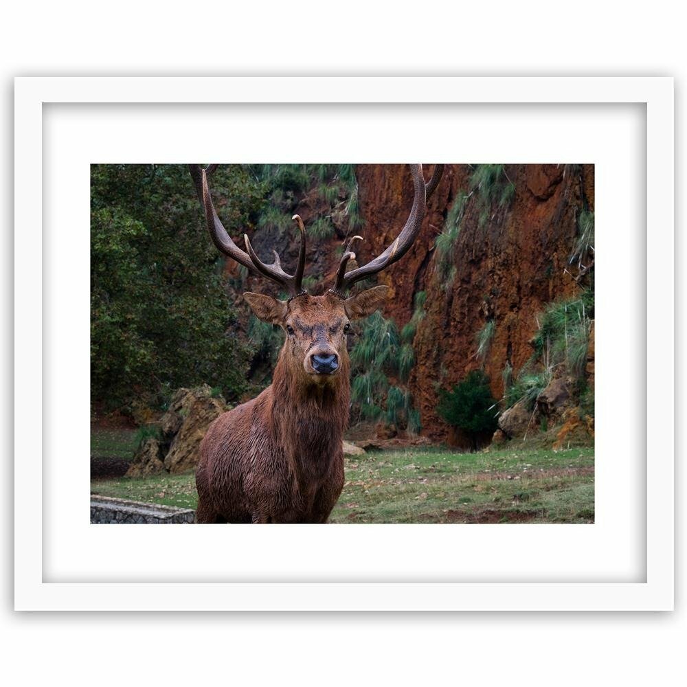 Gerahmter Fotodruck König des Waldes