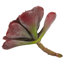 Ensemble de 12 plantes succulentes artificielles Echeveria-1866316375-1866316393
