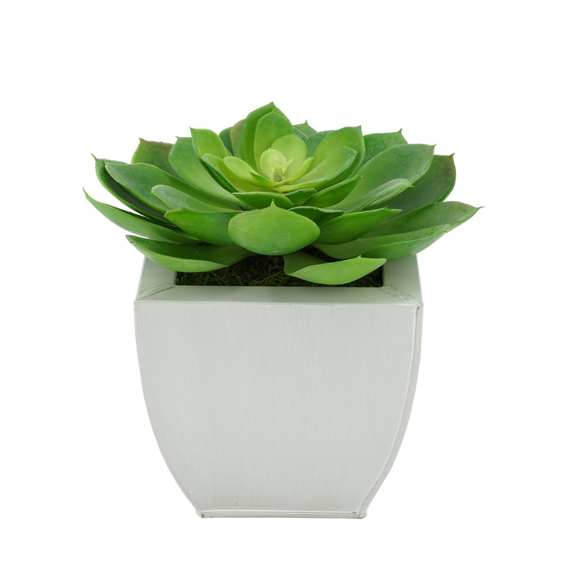 Succulent artificiel 2" en pot, Crème