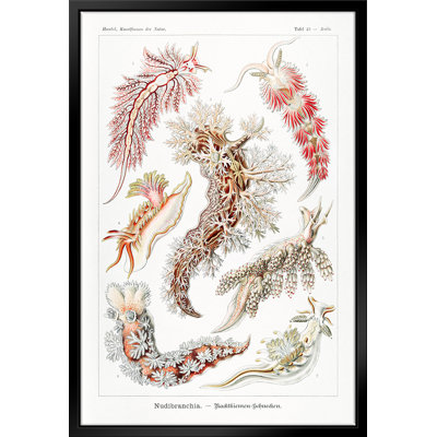 Nudibranchia – Nacktkiemen Schnecken par Ernst Haeckel par Stanley Print House - sur