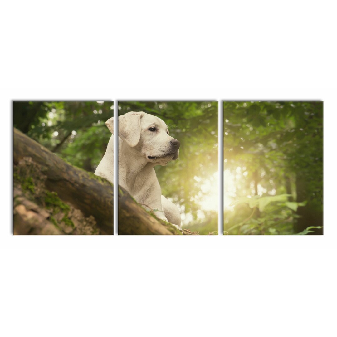 3-tlg. Leinwandbilder-Set Labrador Puppy in a Forest