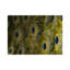 Peacock Rectangle Lacquer Placemat