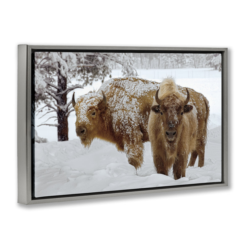 Cadre flottant Winter Winter Bison, design par Mike Jones, H 21 po x l 31 po, Cadre flottant gris lustré