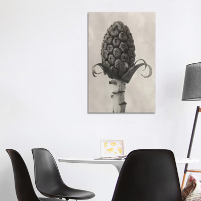 Blossfeldt Botanical IV by Karl Blossfeldt - Wrapped Canvas Print