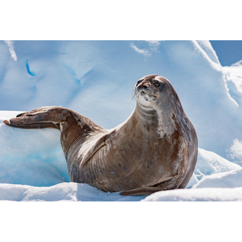 Weddell Seal In Antarctica by Benedek - Wrapped Canvas Print, 61cm H x 91cm W x 3.8cm D